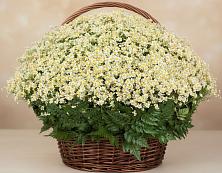 Цветочная композиция из Ромашки в корзине #REPLACE_PRED# Нудоль