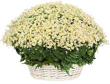 Цветочная композиция из Ромашки в корзине #REPLACE_PRED# Нудоль